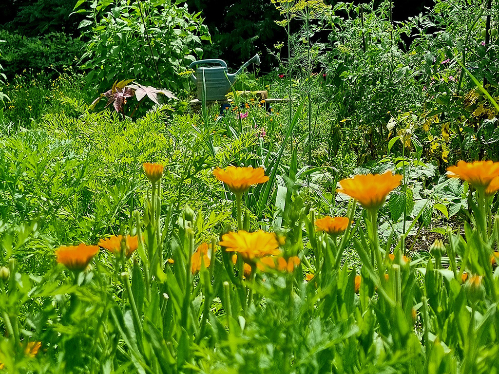 livada i cvijetovi nevena