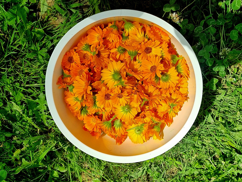 cvijetovi nevena u posudi